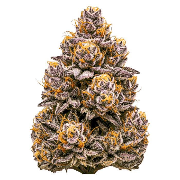 Studio 54 Cannabis Samen – Premium Genetik (Indica/Sativa)