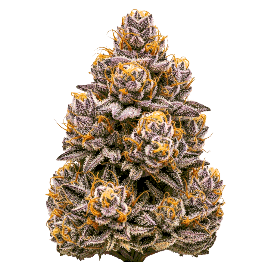 Studio 54 Cannabis Samen – Premium Genetik (Indica/Sativa)