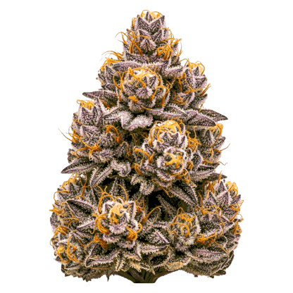 Studio 54 Cannabis Samen – Premium Genetik (Indica/Sativa)