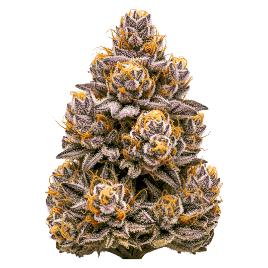 Studio 54 - Seedpoppers