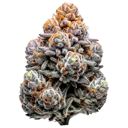 Sunset Sherbet Cannabis Samen – Premium Genetik (Indica/Sativa)