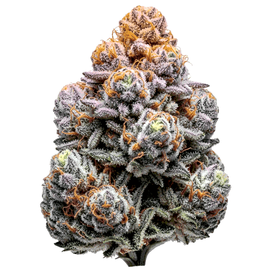 Sunset Sherbet - Seedpoppers