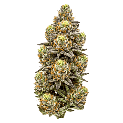 Tropicana Cherry - Seedpoppers