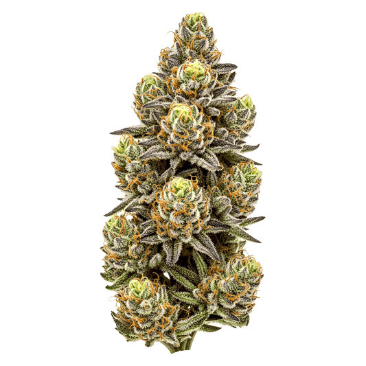 Tropicana Cherry - Seedpoppers