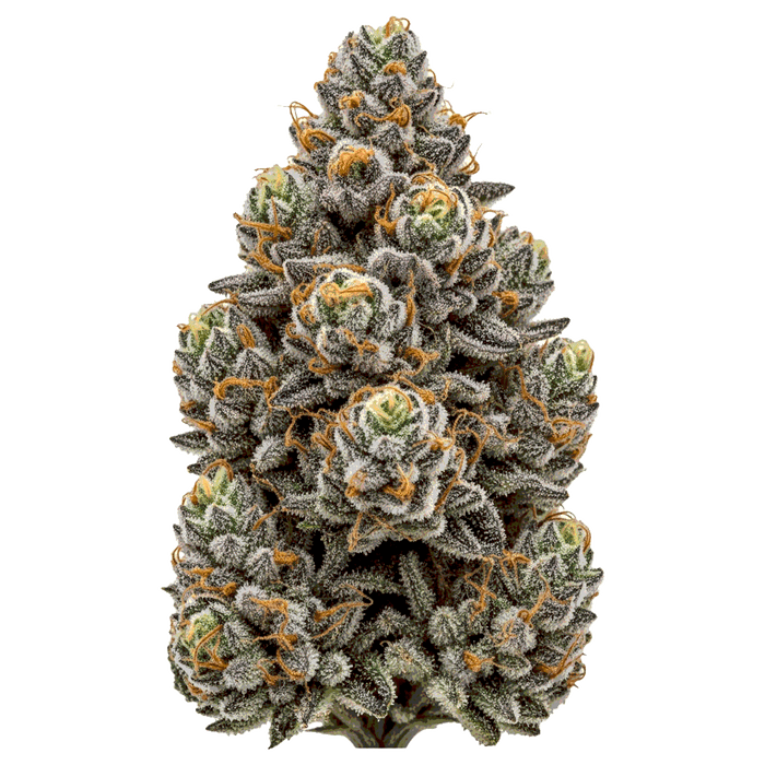 Tropicana x Oreoz Cannabis Samen – Premium Genetik (Indica/Sativa)