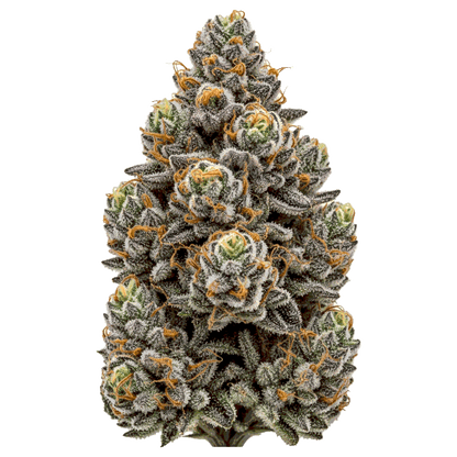 Tropicana x Oreoz Cannabis Samen – Premium Genetik (Indica/Sativa)